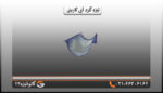 تیزه پرچین گرد